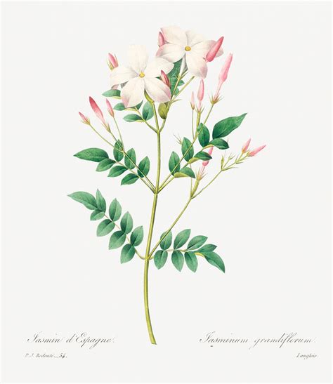 Introducing The Ledger Series: Stephanotis – Floris .